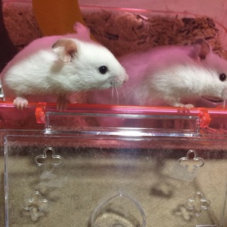 カラーハムスター✩︎里親募集