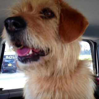 とても人懐こいお利口さんです