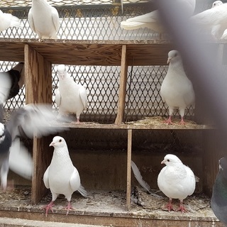 きれいで可愛い鳩の里親を募集中です！！