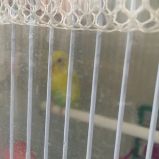 ありがとうございます！