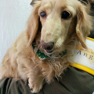 ミニチュアダックスのチュリーラちゃん里親募集です！