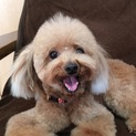 天真爛漫なトイプードル・ソレイユちゃん♪