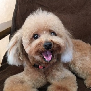 天真爛漫なトイプードル・ソレイユちゃん♪