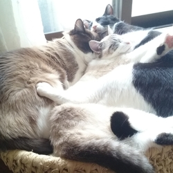 「僕らはみんな生きている～♪」サムネイル1