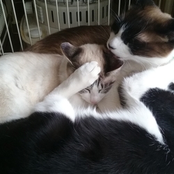 「僕らはみんな生きている～♪」サムネイル2