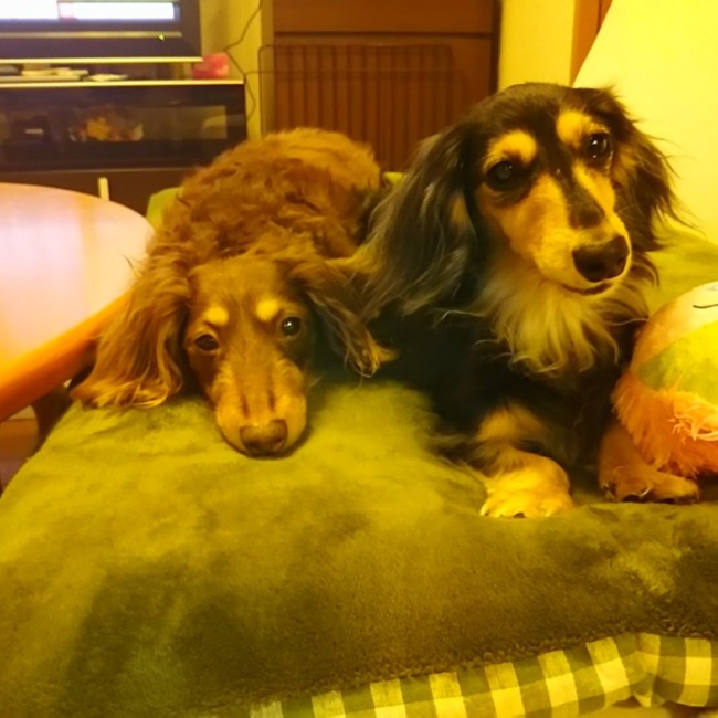 ラムとカレンのカバー写真