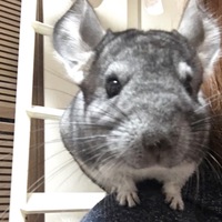 ちびまる