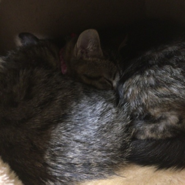 mm6124のカバー写真