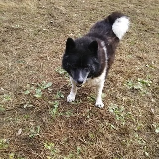 7才雑種 ちび君