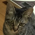 美人という名の野性的なキジ子猫