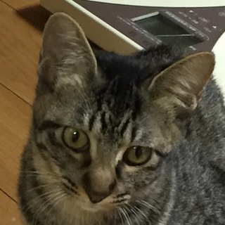 美人という名の野性的なキジ子猫