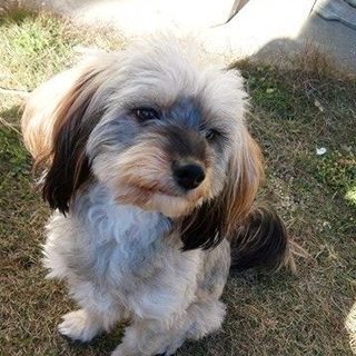 抱っこ大好き、甘えん坊のアイルくん♂3-5歳