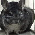 チンチラの里親様募集