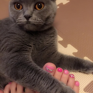 ブリティッシュショートヘアもうすぐ2歳♀