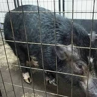ミニブタ募集