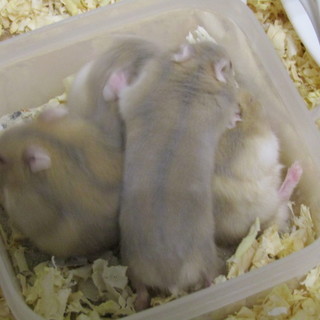 ジャンガリアンハムスターです