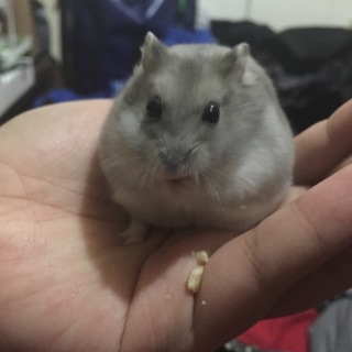 かわいいハムスター！餌床材もプレゼント