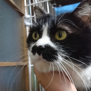 チョビヒゲ「おじさん」