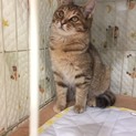 キジ柄子猫ちゃん里親募集！！