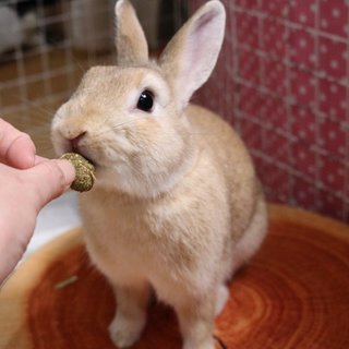 多頭飼育崩壊保護うさぎ(岐阜っ子)、のぞみちゃん