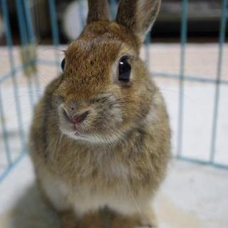 保護うさぎ2番、テトくん