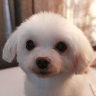 人懐っこいドパちゃんです♬