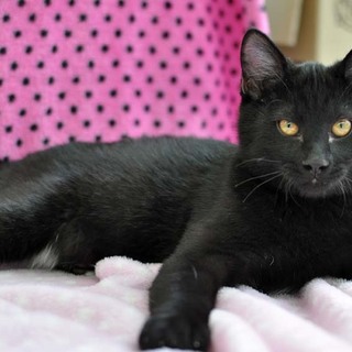 ワイルド顔な子猫★聖くん