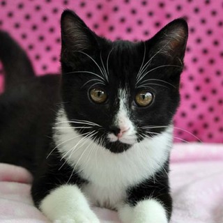 抱っこするとペロペロします★スノーくん