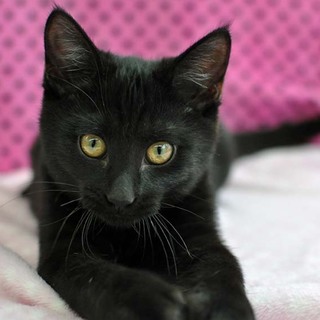 ドラえもんのポケット？を持ってる子猫…その２