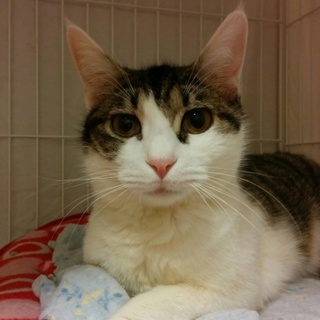 人が大好き!甘えんとの白キジの男の仔です❗