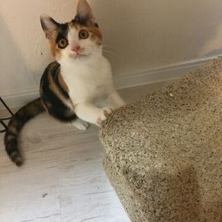 三毛なのに甘えん坊