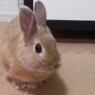 里親さん決定しました。ありがとうございました。