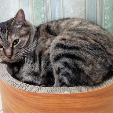 実はこれ、先日通販で購入した新品。「買い物するときは、寸法くらいは確認するものよ」と、ひまわりからもクレームが。