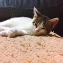 可愛い子猫ちゃんお蔭さまで決まりました