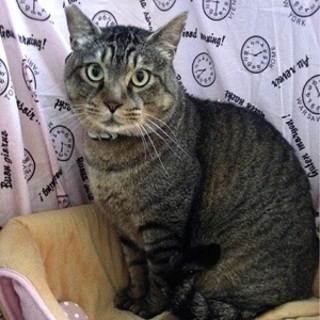 2/12銀座★ミントくん★大きいけど控えめ