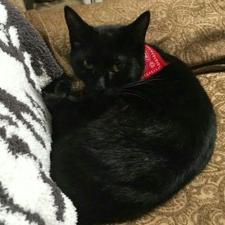 きれいな毛並みの黒猫ちゃんです。