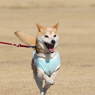 穏やかな「こゆき」の家族を探しています