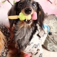 桜爾（おうじ）