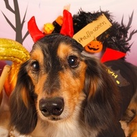 桜龍（うりゅう）