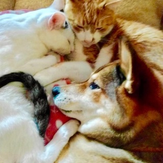 犬モテ猫モテ甘えん坊のチロくん