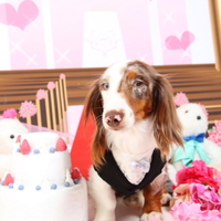 春桜（しゅん）