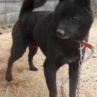 明るい甲斐犬くん