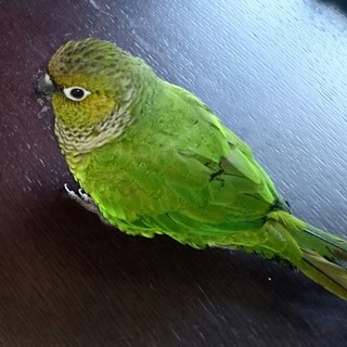 ホオミドリウロコインコ