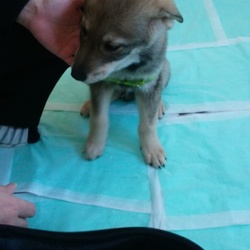 動物病院デビュー