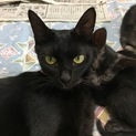 美しい黒猫を家族に迎えてください。