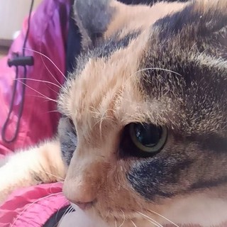 人馴れしているシニア猫たみちゃん