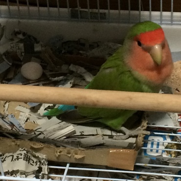 サクが卵 産みました