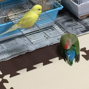 サクとリン