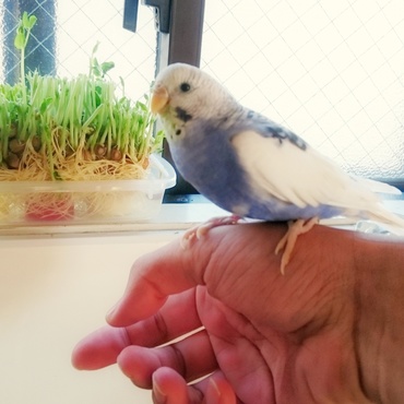 豆苗が好物です。