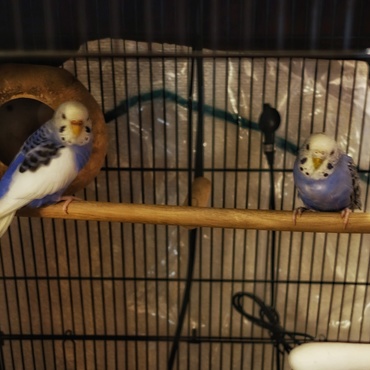 さらに保護インコ。家族が増えました。